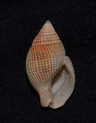 Nassarius crematus