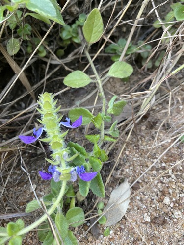 Coleus lasianthus image