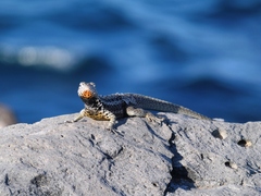 Microlophus barringtonensis