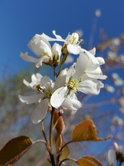 Amelanchier interior