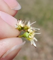 Amelanchier interior