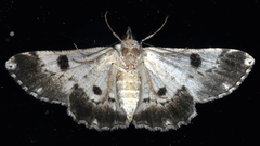 Cleora displicata