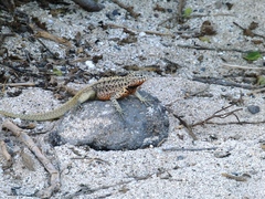 Microlophus barringtonensis