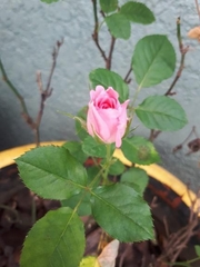 Rosa