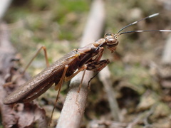 Spilomantis occipitalis