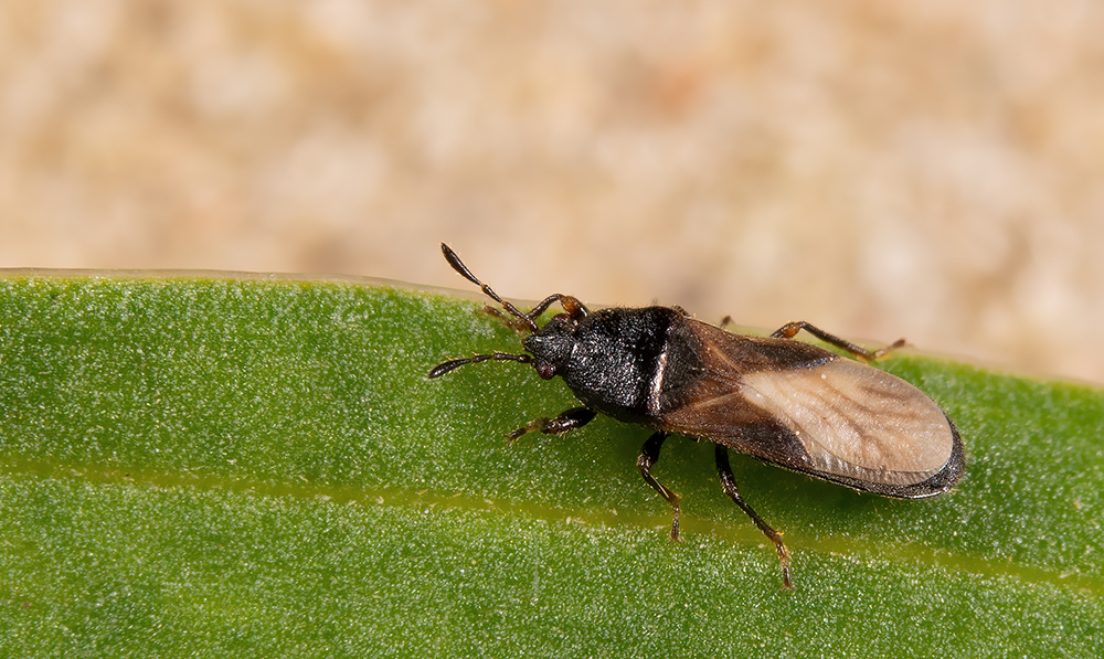 Dimorphopterus spinolae