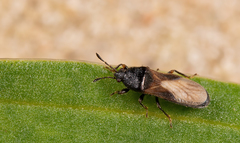 Dimorphopterus spinolae