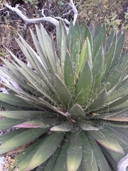 Agave filifera