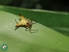 Micrathena annulata