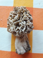 Morchella esculenta