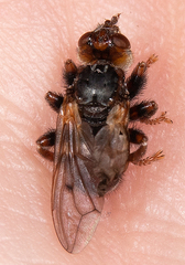 Myopa testacea