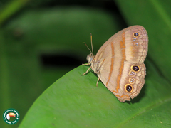 Cissia myncea