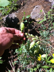 Baptisia australis aberrans