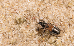 Macrodema microptera