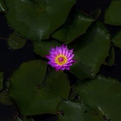 Nymphaea nouchali caerulea