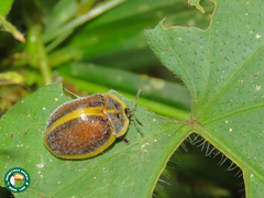 Chelymorpha clathrata
