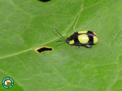 Alagoasa libentina