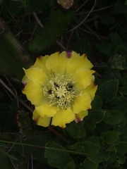 Opuntia arechavaletae