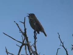 Certhidea fusca