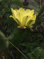 Opuntia arechavaletae