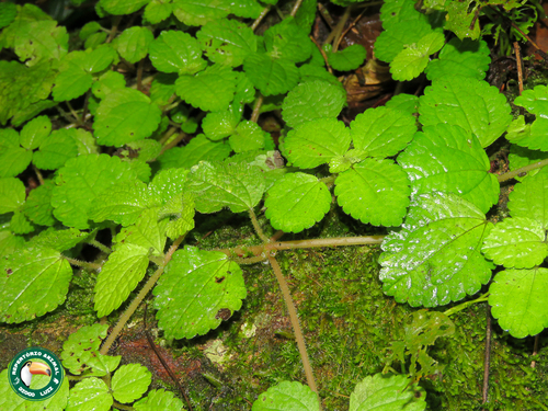 Image of Creeping Charlie (Pilea nummulariifolia) by (c) Diogo Luiz, some rights reserved (CC BY)