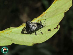 Cypherotylus tigrinus