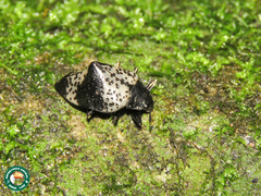 Cypherotylus tigrinus