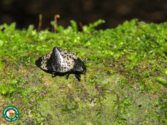 Cypherotylus tigrinus