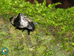 Cypherotylus tigrinus