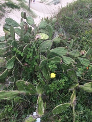 Opuntia arechavaletae