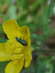 Malachius lusitanicus