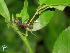 Dolichoderus attelaboides