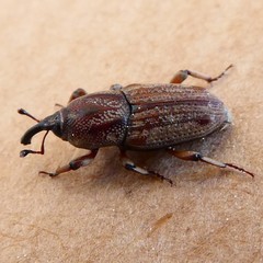Sphenophorus meridionalis