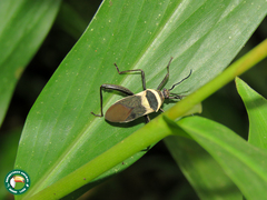 Laminiceps fenestratus