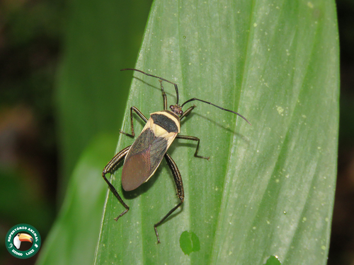 Laminiceps infrequens