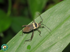 Laminiceps fenestratus