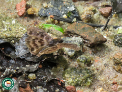 Ebrietas anacreon