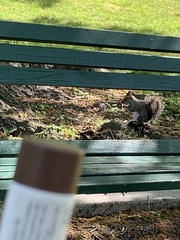 Sciurus carolinensis
