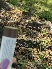 Sciurus carolinensis