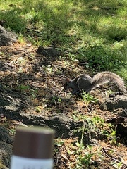 Sciurus carolinensis