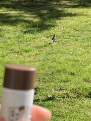 Turdus migratorius
