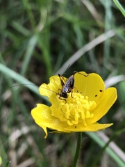 Tettigoniidae