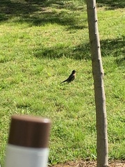 Turdus migratorius