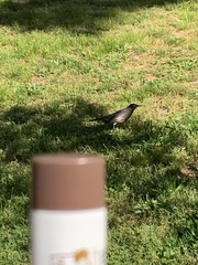 Turdus migratorius