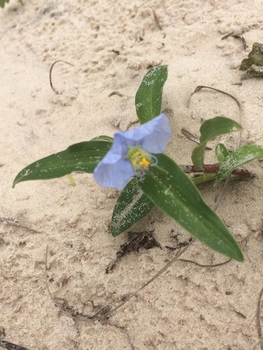 Commelina erecta