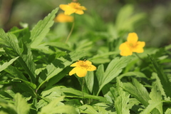 Anemonoides ranunculoides