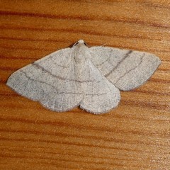 Adactylotis gesticularia