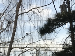 Callipepla californica