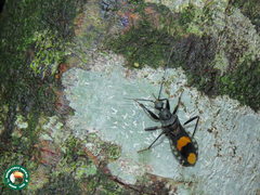 Rasahus maculipennis