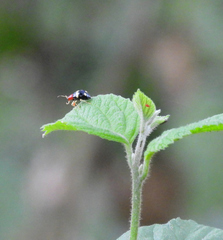 Gynandrobrotica lepida